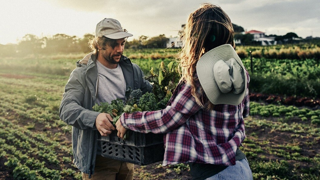 Two farmers handling vegetables on a field