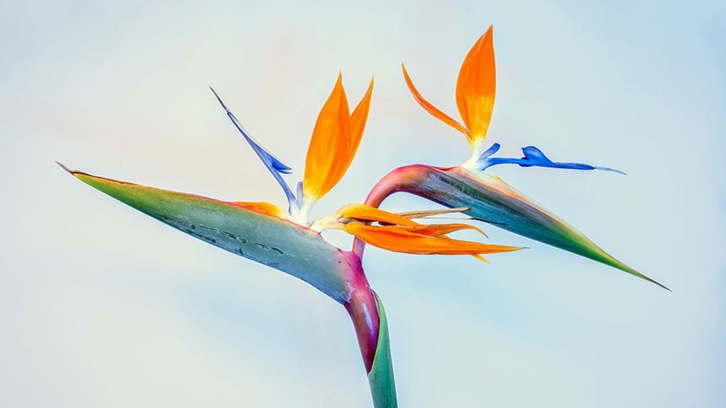An orange, blue and green Bird of Paradise flower symbolising the cold chain flower for Africa 