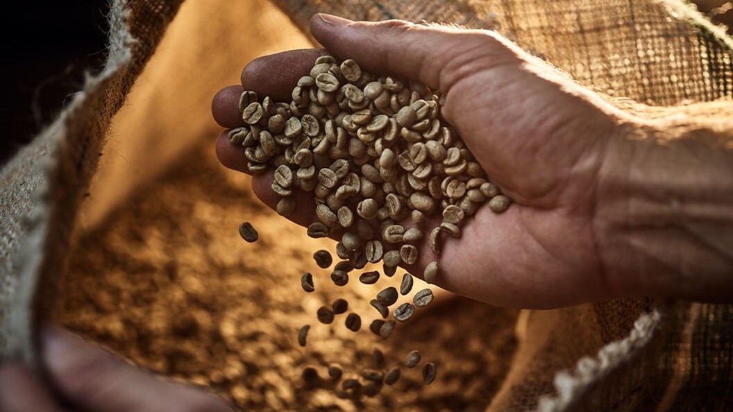 Man checking green coffee, close-up
