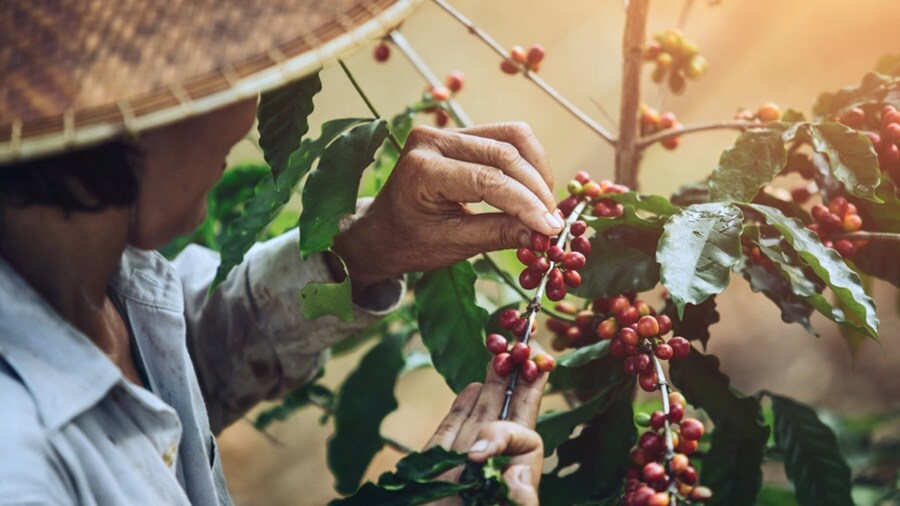 The morning ritual runs on logistics