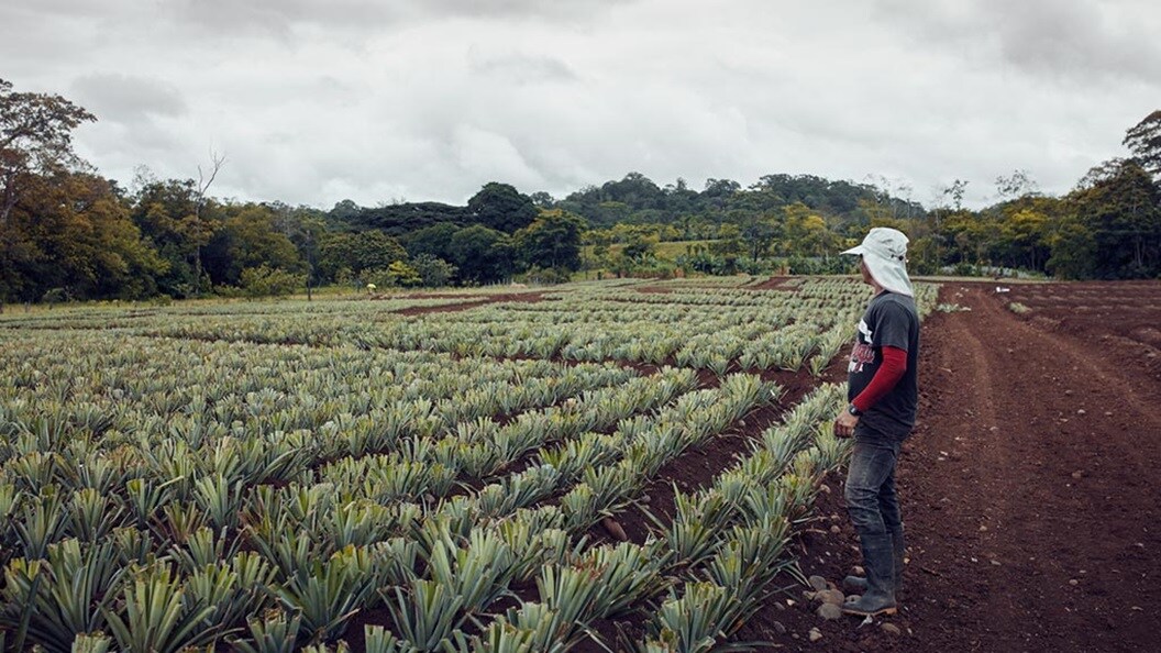 A person standing in a field of crops