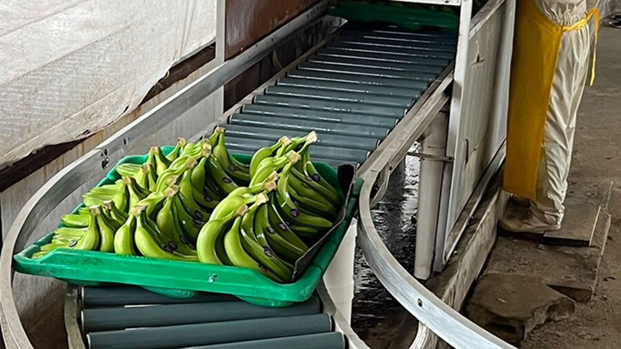 Bananas