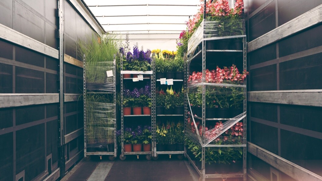 Different plants in a nursery 