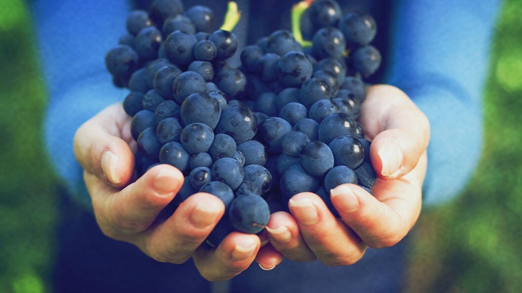 Close up shot of grapes holding in hands