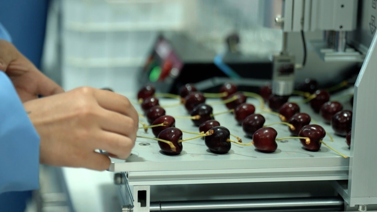 Cherries being tested in food lab.