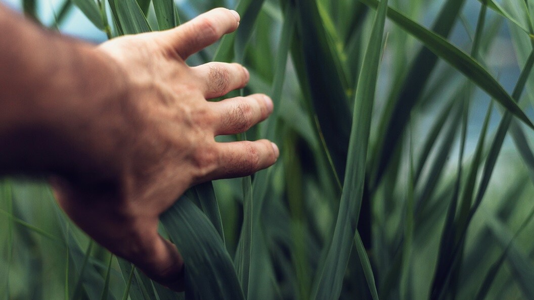 Hand touching plants