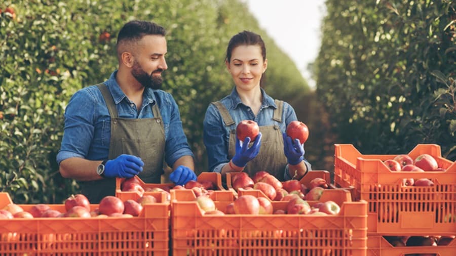 Male and a female harvesting apples
