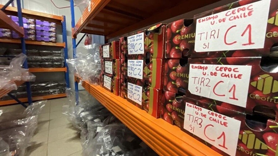 Cherry boxes arranged in a rack