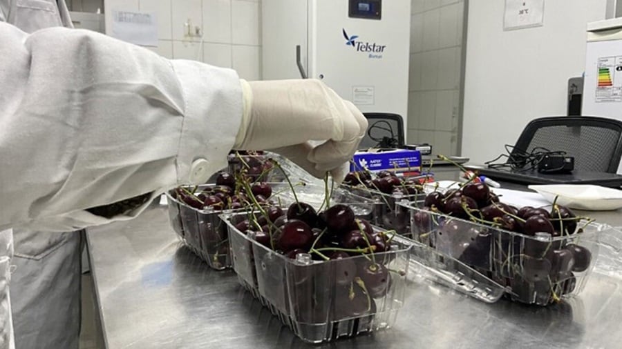 Person packing cherries