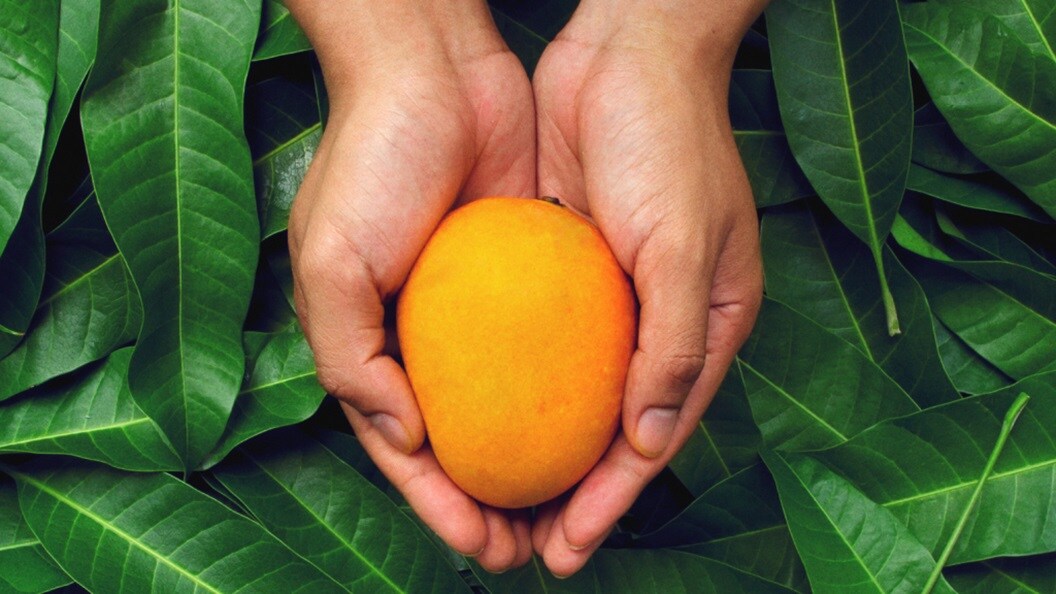 A set of hands holding a mango with green leaves in the background