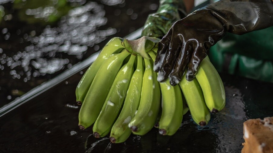 Banana harvest