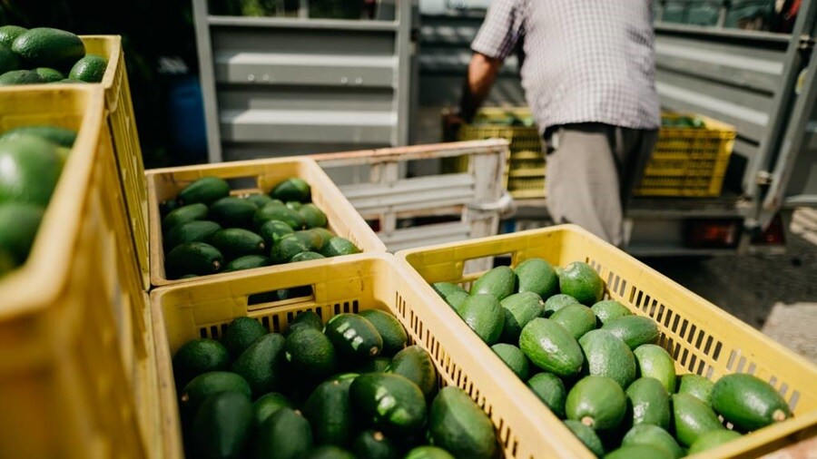Farmers loading the truck
