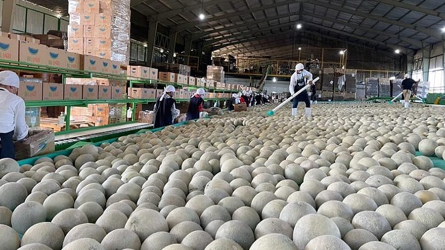 Melon challenges