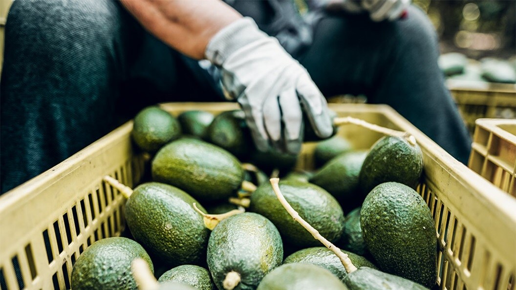 Kenyan Avocado exporters set for seamless peak season with Maersk's Cold Chain Logistics